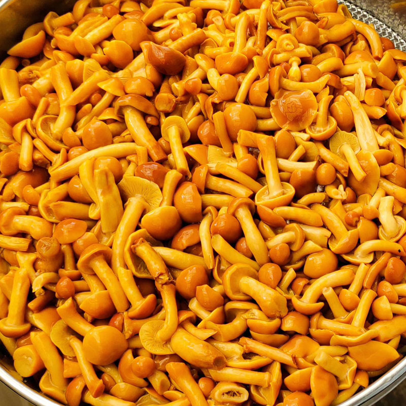 赖记(laiki) 清水滑子菇罐头蘑菇罐头披萨西餐原料蔬菜罐头滑菇5罐装