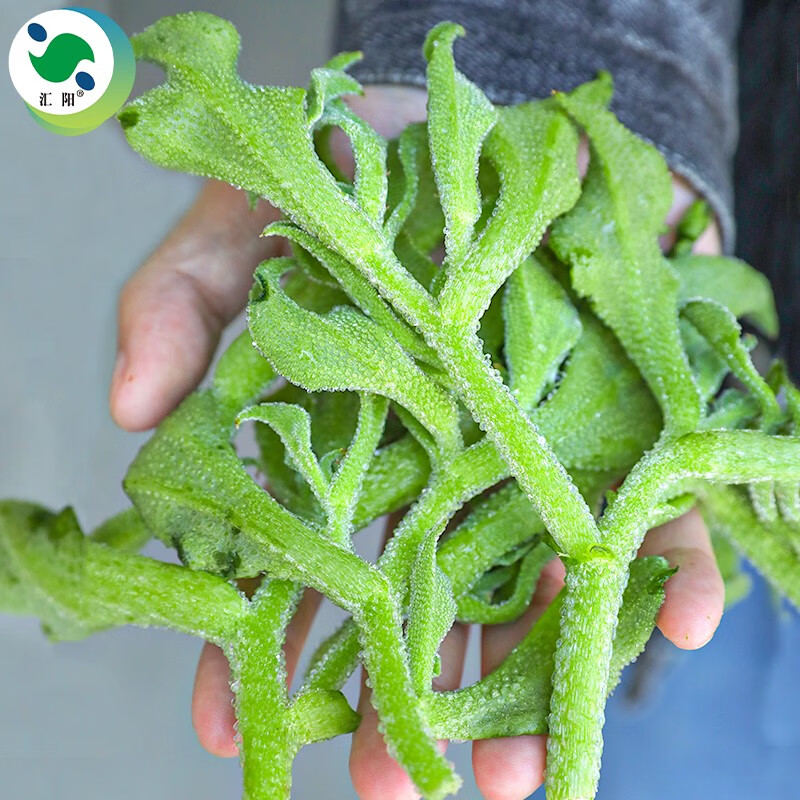 汇阳 水晶冰菜种子四季盆栽农家秋季蔬菜冰草秧苗种籽 绿水晶冰草种子