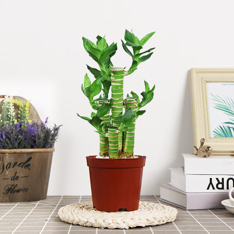 步步高节节高盆栽绿植花卉富贵竹室内客厅好养易活四季常青转运竹