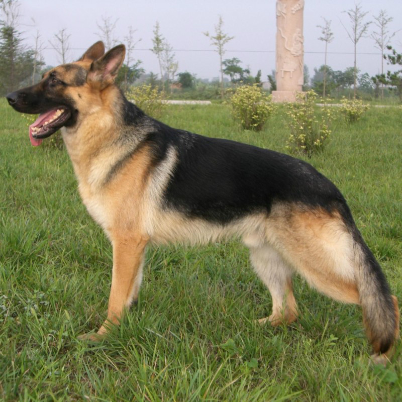 纯种德牧幼犬德国牧羊犬 德国黑背幼犬 纯种德牧狼狗幼崽宠物狗狗活体