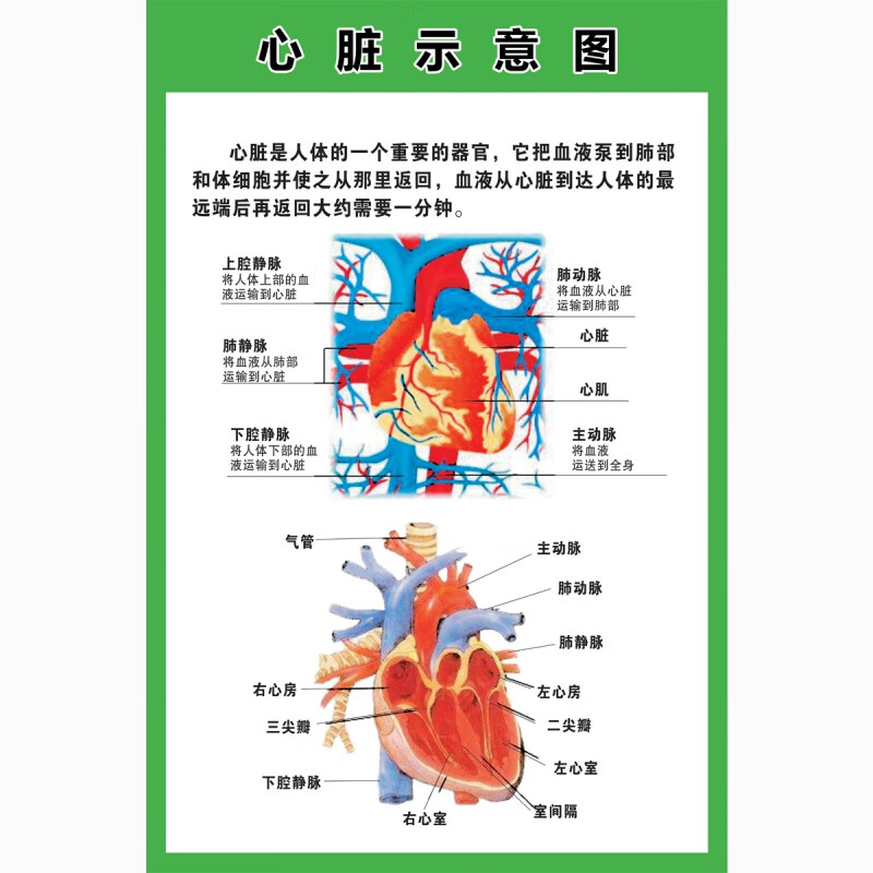 人体器官结构挂图人体内脏结构解剖示意图医学宣传图.