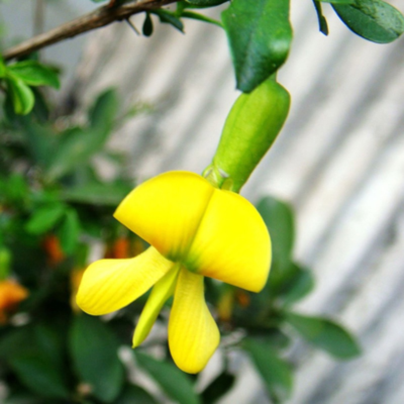 精品花卉金雀梅锦鸡儿金丝雀黄金雀花苗盆景盆栽金雀花苗树桩盆景