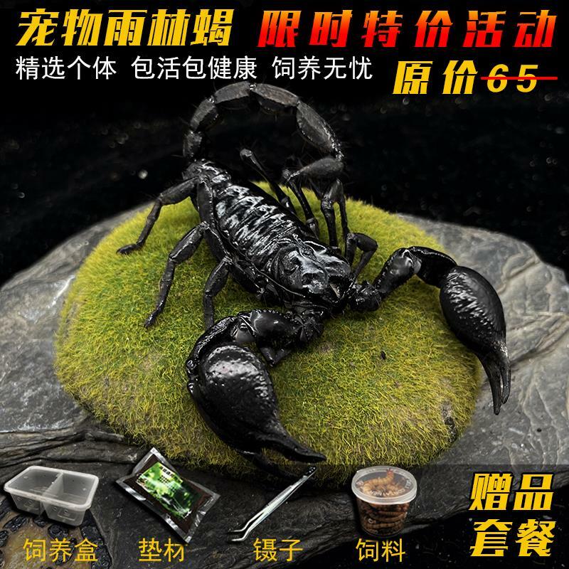 宠以沫可上手黑蝎子套餐大活体蝎爬宠虫宠物亚洲包活温顺雨林雨林蝎