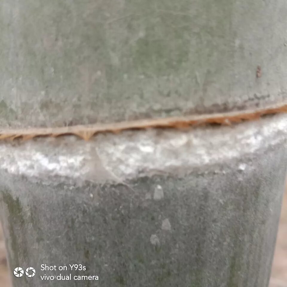 竹白霜 竹白灰 竹节霜 下单现釆 一克 贈茶油 有鲜竹叶根竹茹出售 1g