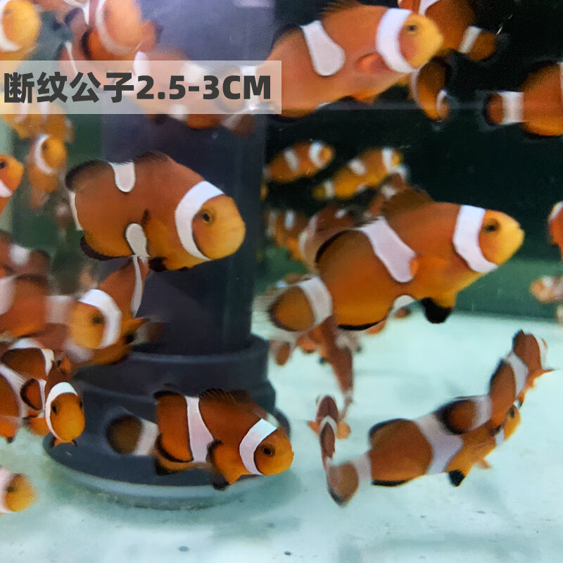 海水鱼观赏鱼小丑鱼尼莫海水活鱼人工公子小丑白金毕加索黑背心 断纹