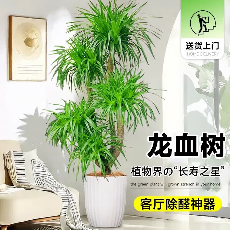 叹为观止 大型盆栽 单杆辫子发财树天堂鸟绿萝散尾葵办公室内开业乔迁礼品 多头龙血树1.3-1.5米【圆柱盆】 含盆