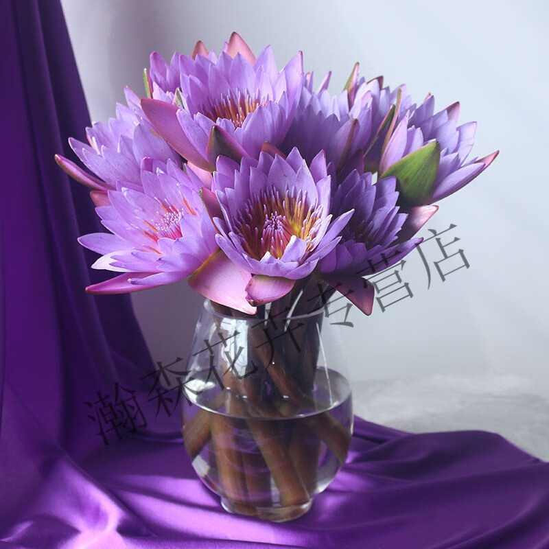常见的花 紫色图片