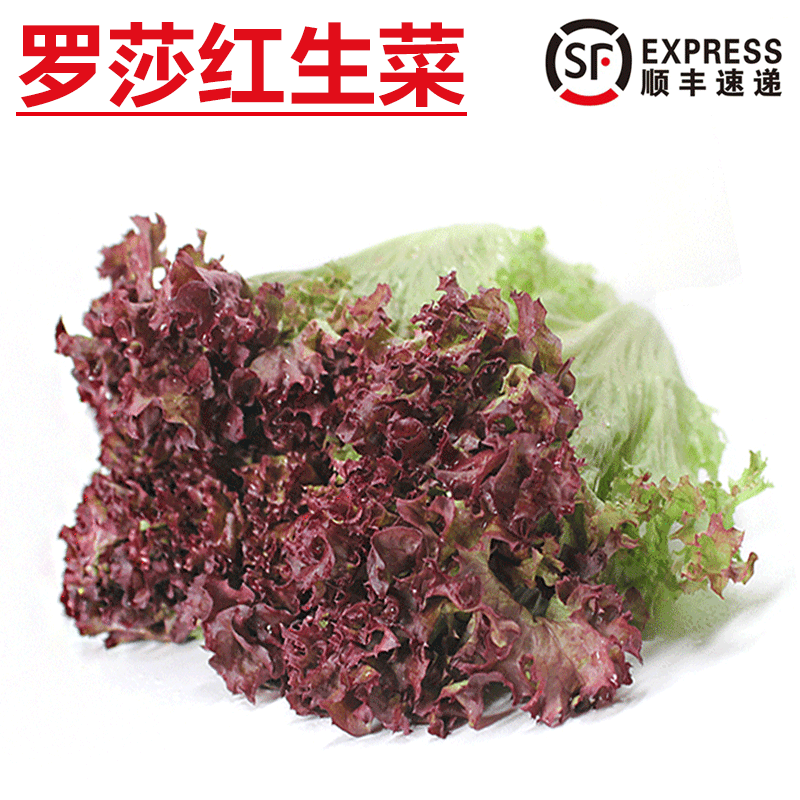 红叶生菜的品种和图片图片