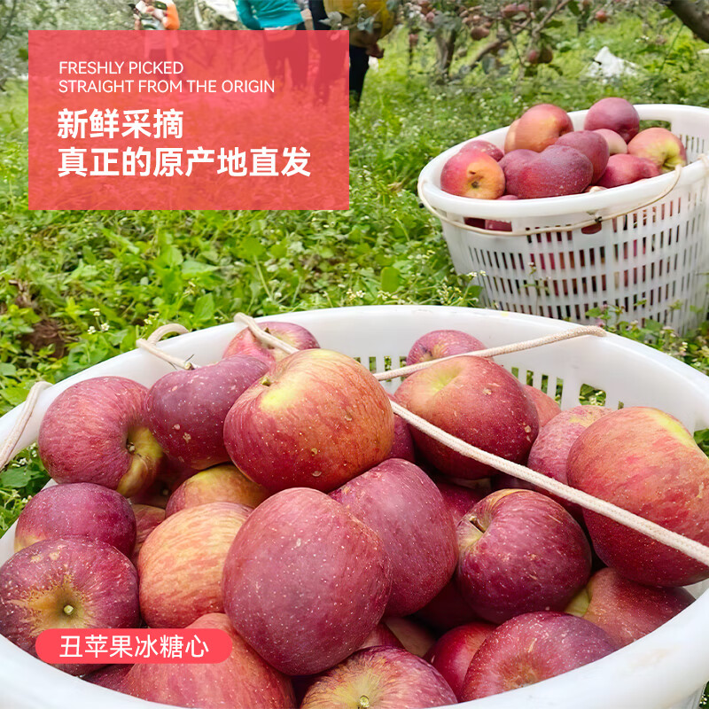 【盐源助农馆】盐源苹果高山老树果大凉山丑苹果2025水果礼盒 礼盒15枚至尊果90mm+ 净重8.5斤+