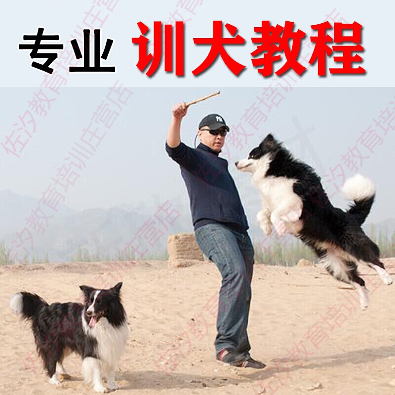 训狗教程驯犬视频指导方法秘籍书手册边牧金毛马犬泰迪神器{appp}
