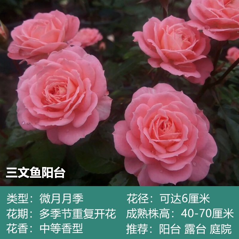 玫瑰果汁阳台月季盆栽花苗大花卉蔷薇室内植物微月 三文鱼阳台(小苗)