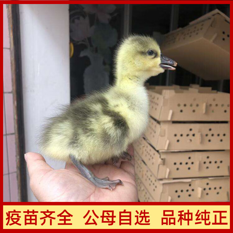 (8只装)大雁鹅活苗灰雁出壳苗品种包纯正厂家直销包活 大雁鹅苗5只(赠