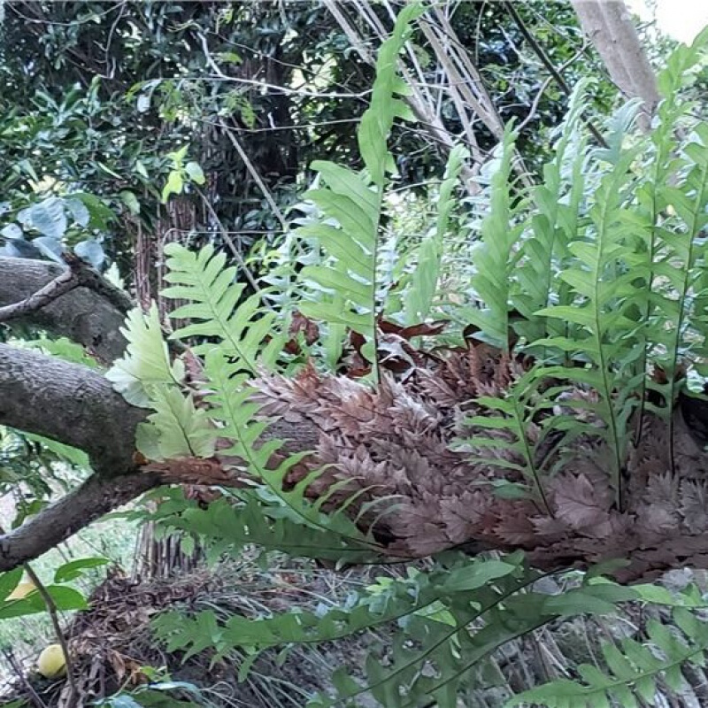伟博骨碎补 崖姜肉碎补 毛姜 爬岩姜石岩姜 生鲜中药材 申姜 1斤