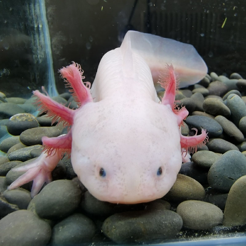 不二臣六角恐龙鱼淡水冷水鱼金鱼饲料原生鱼观赏鱼活体