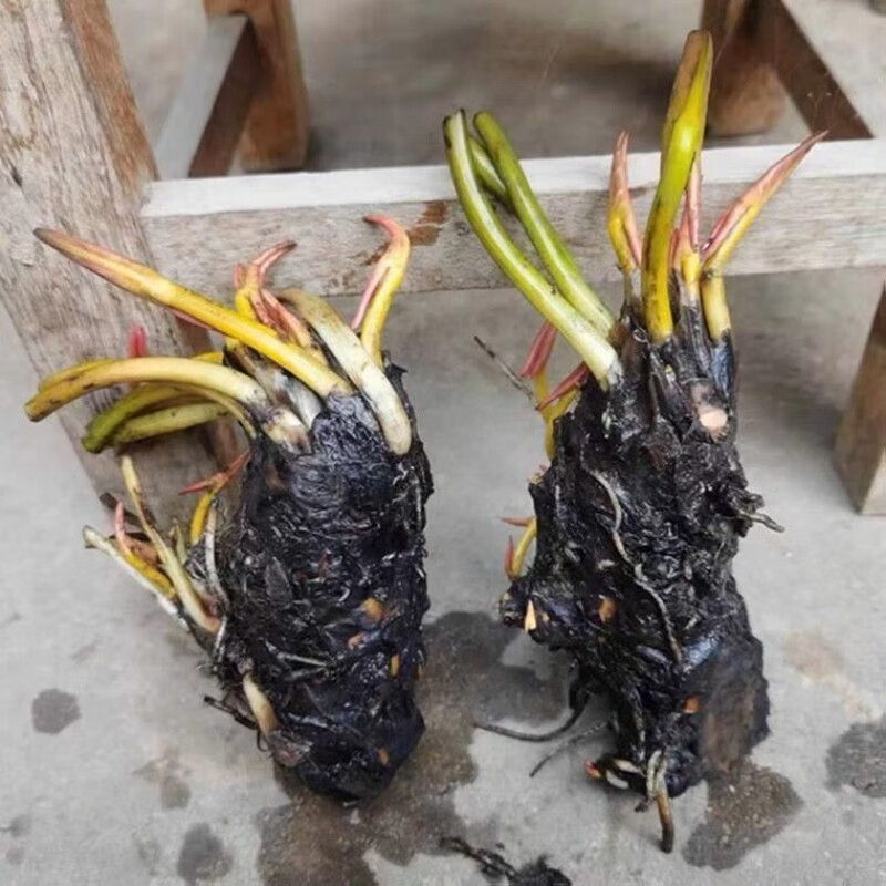 萌妹大睡莲根块池塘睡莲花水培植物四季莲花盆栽水养花卉荷花睡莲根茎