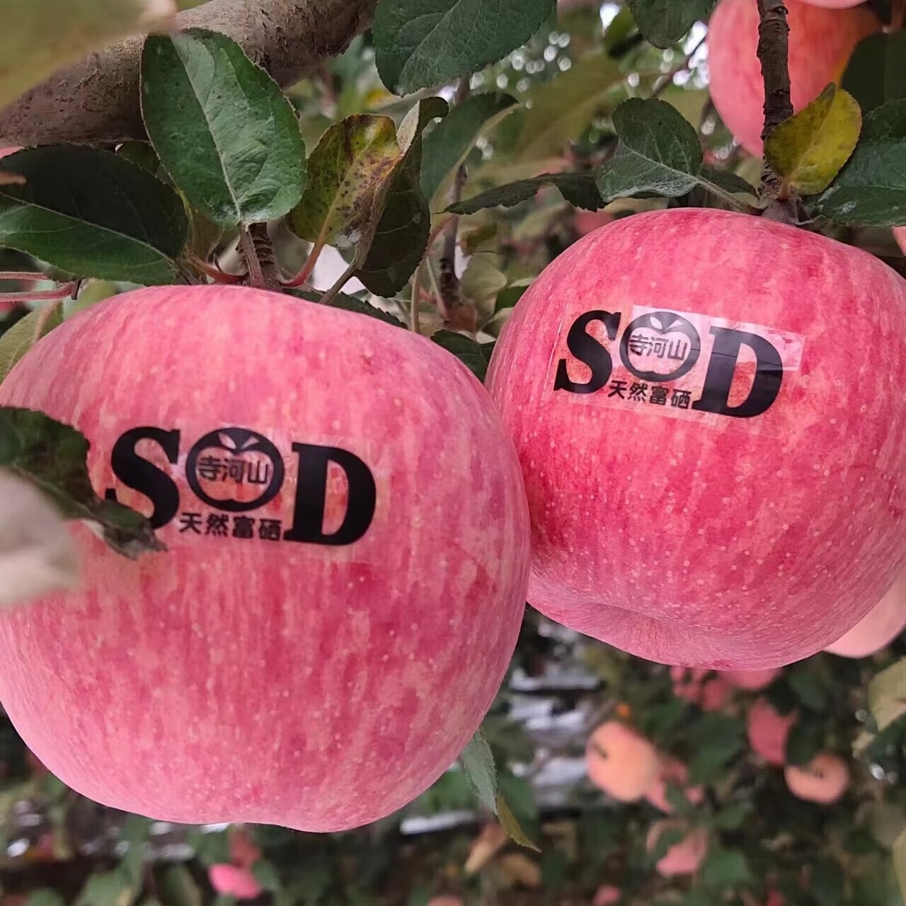 灵宝苹果 LINGBAO APPLE灵宝正宗寺河山红富士苹果礼盒装新鲜天然富硒脆甜爽口（无标）