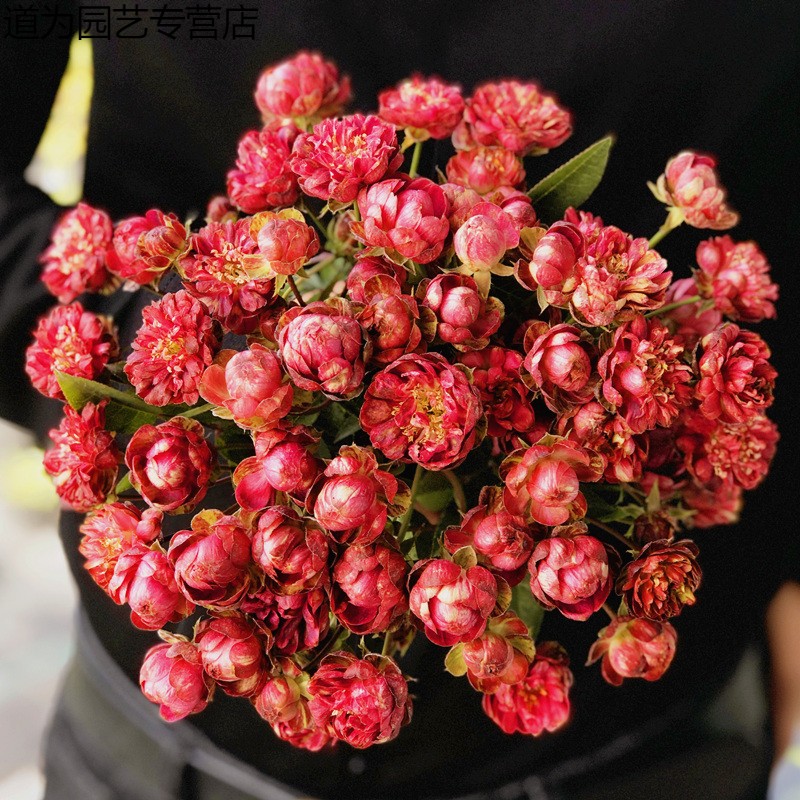 红闪电/小萝卜 绿色月季花苗 丰花多头微型四季开花阳台盆栽微月dw 红