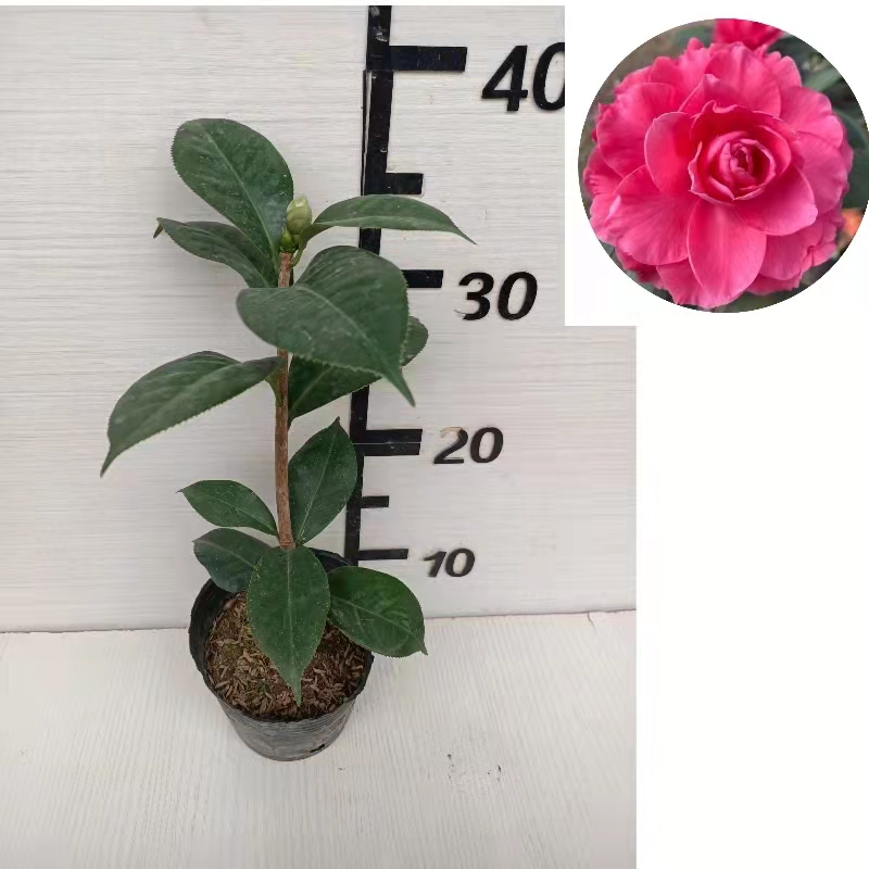 经典山茶花盆栽苗云南云茶云杂哈罗德情人节帕克斯先生乌马克山茶花四
