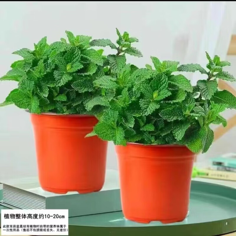 花茶木居薄荷盆栽留兰香柠檬薄荷叶香草绿植四季常青植物 薄荷盆栽 3盆装