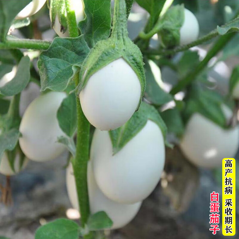 白茄子 相关京东优惠商品排行榜 2 价格图片品牌优惠券 虎窝购