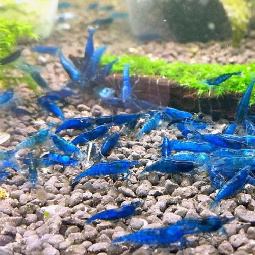 小虾邮兰色虾鲜活虾除藻虾蓝虾冷水虾观赏鱼虾观赏虾樱花虾蓝虾 观赏