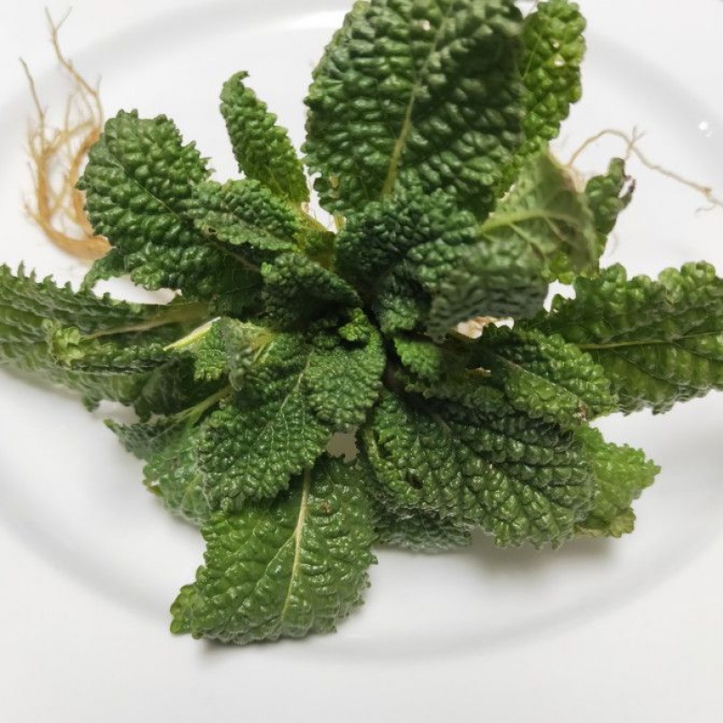 2023春季新晒沂蒙山纯野生蛤蟆草整棵晒干荔枝草雪见草500克