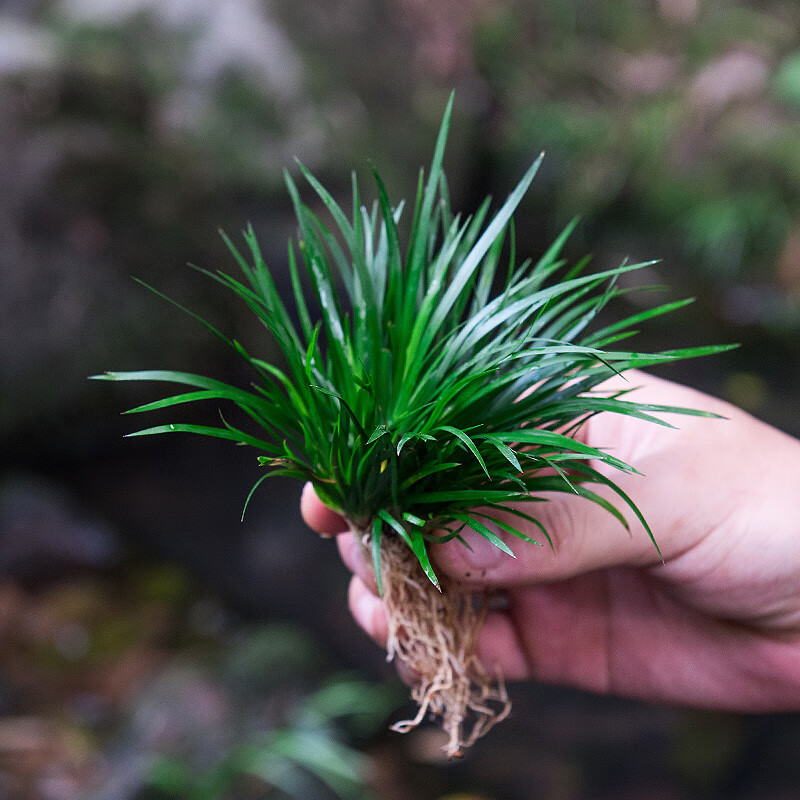 文枝好养水菖蒲生态缸盆景假山附石水陆缸造景绿植室内微景观水培植物