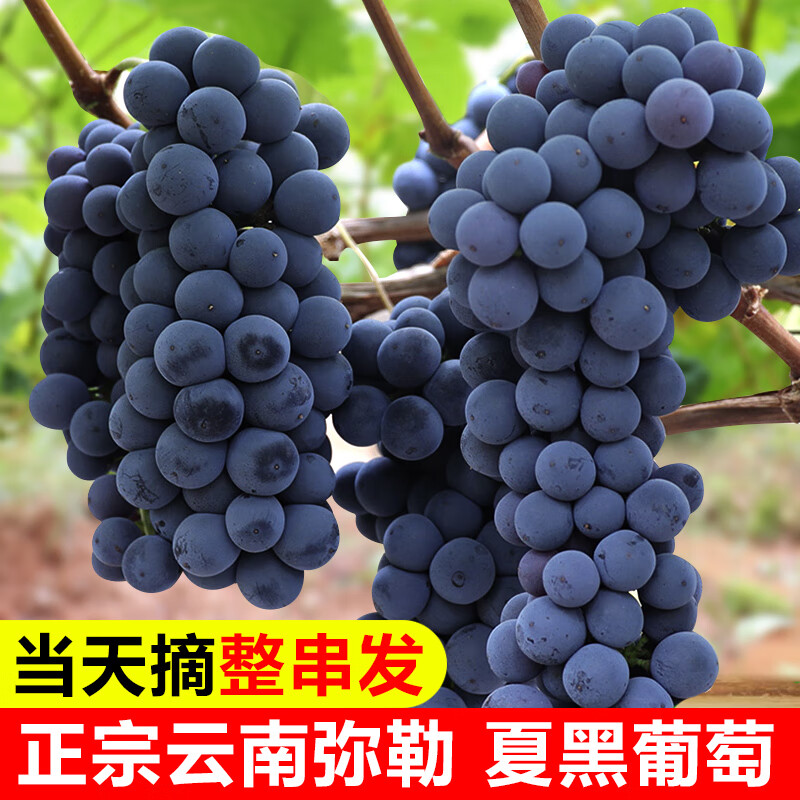 颜曼箐新鲜夏黑葡萄无籽云南弥勒新鲜葡萄黑提子 2斤