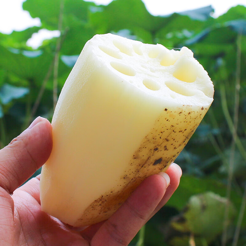 果心榴新鲜脆藕现挖湖北莲藕 嫩莲藕洪湖藕脆现挖炒食白莲藕 脆藕5斤