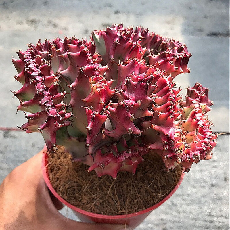 御卉阁彩麒麟盆栽稀有多肉室内办公室桌面植物仙人掌耐旱开花好养花卉