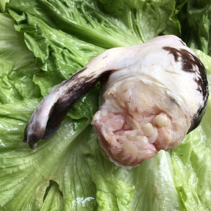 京战 新鲜鳄鱼鞭整根现杀鳄鱼鞭人工养殖鳄鱼新鲜肉类 2条装鳄鱼鞭