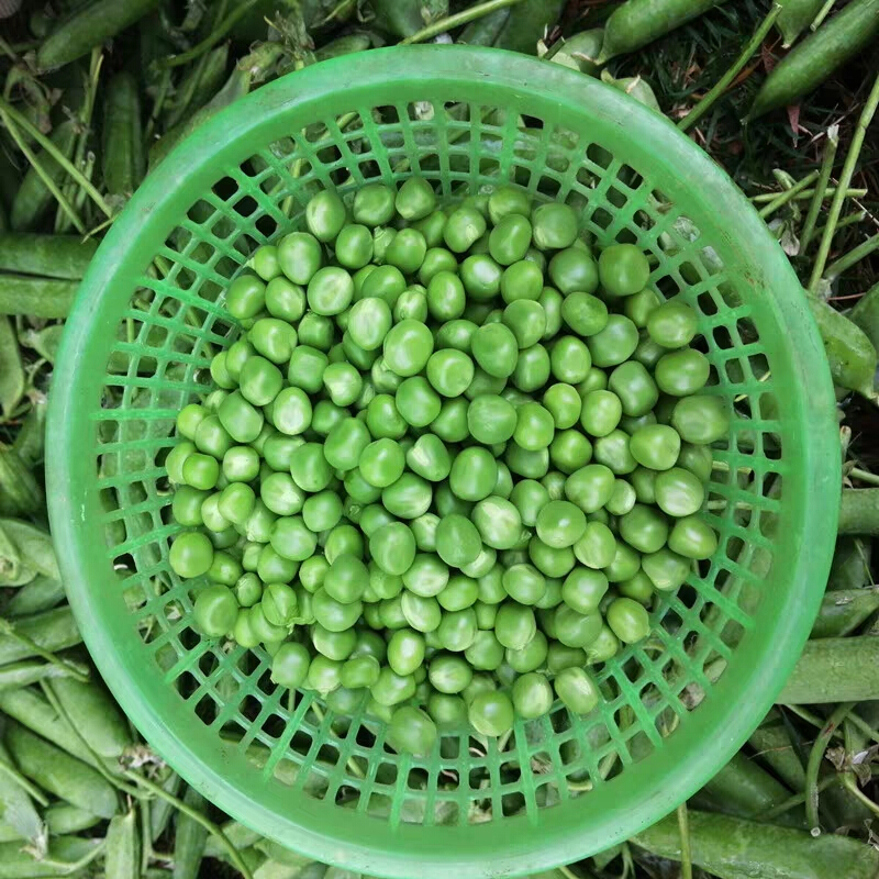 茗仟新鲜豌豆米粒 去壳贵州蔬菜青豆米甜豆荷兰豆包2斤 兰豆包2斤