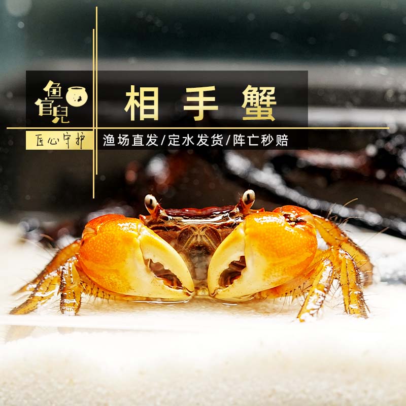鱼官儿鱼官儿观赏蟹相手蟹南海溪蟹陆地饲养小螃蟹活体宠物螃蟹 相手