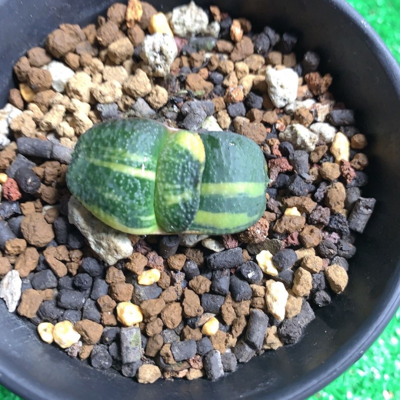 锦大疣粗疣丸叶卧牛锦品种很好的十二卷多肉植物一物一拍 卧牛锦实生