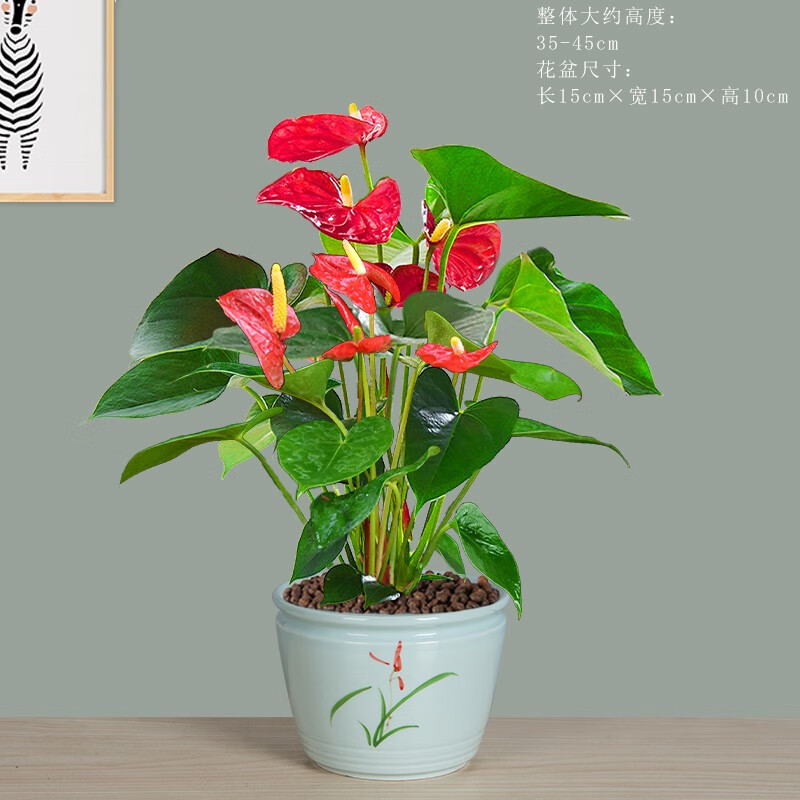牧粮健红掌盆栽植物室内花办公室绿植鸿运当头土培一帆风顺送礼盆