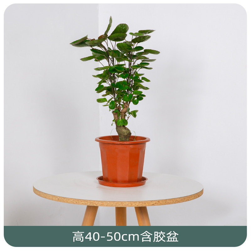 植艺品金钱兜盆栽室内办公室吸甲醛圆叶钱多多招财金元宝四季常青植物
