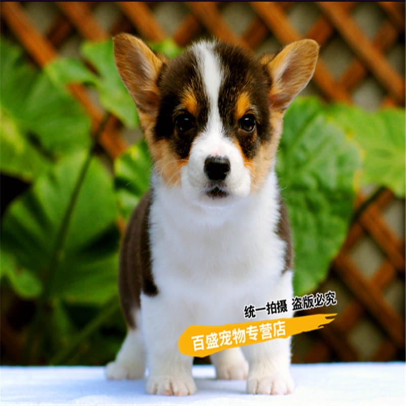 威尔士柯基犬 短腿柯基家养小型伴侣犬小幼崽 宠物狗 宠物a级(联系