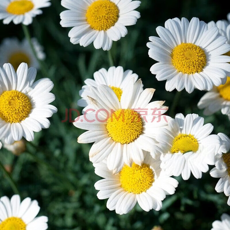 思取洋咁菊种子四季开花易活室内外阳台庭院盆栽白晶菊小雏菊花种籽子