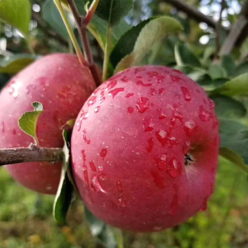 鲸咚亿农盐源冰糖心丑苹果四川大凉山糖心丑苹果脆甜新鲜水果年货礼盒 9.5-10斤大果精选带箱净重8.6斤