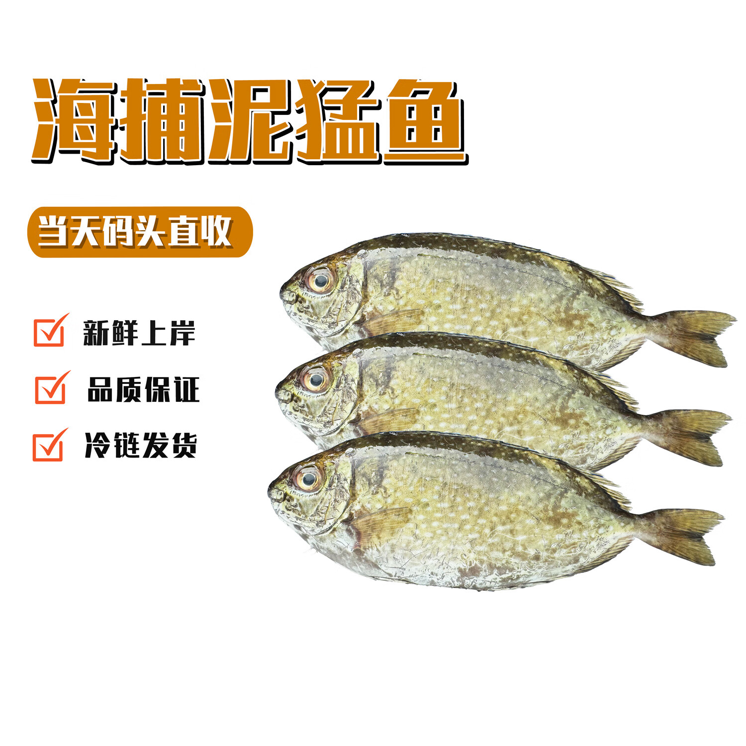 乃鲜海产品浅海生猛泥猛鱼每斤处理完约0.