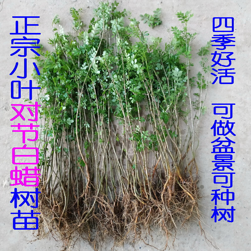 姜芮【对节白蜡小树苗】小叶对接白腊小苗子盆景苗熟桩小老桩苗木 2-3毫米 不含盆