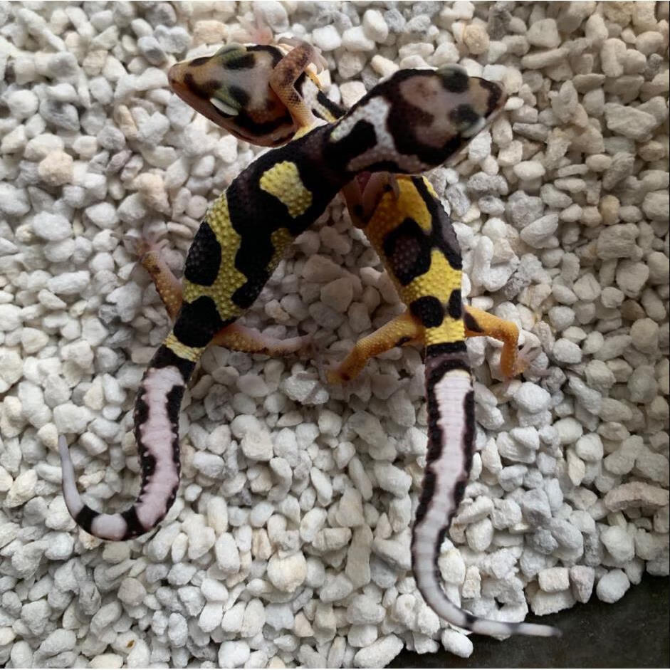 豹纹守宫蜥蜴肥尾爬宠银河白酒温顺小型活物入门新手可爱好养宠物