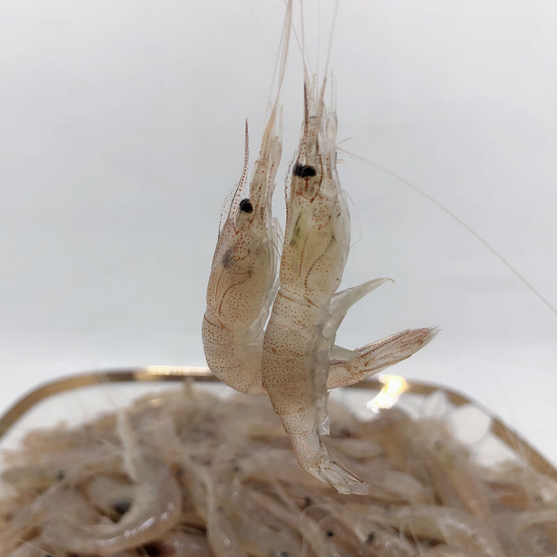 锦祥橙 现捕小白虾新鲜小海虾生鲜小对虾小虾仔活冻河虾 2斤