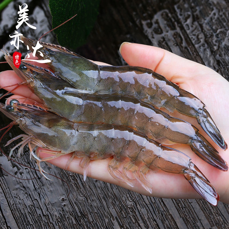 得人如魚  新鲜国产大虾鲜活超大青虾鲜虾 生鲜 虾类 4斤 实惠装 11-14cm