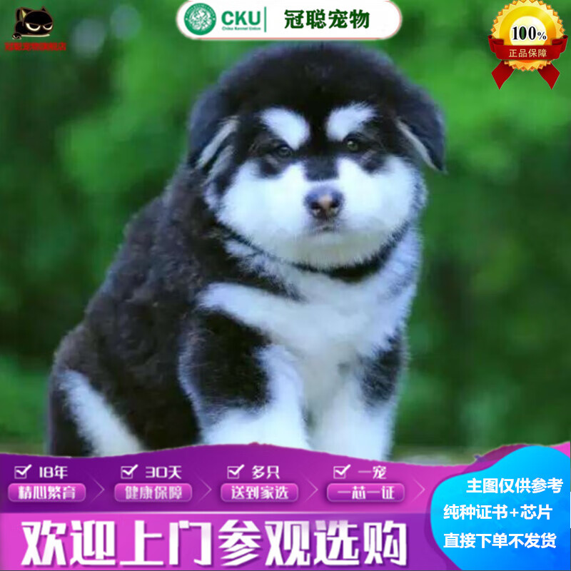 冠聪巨型阿拉斯加犬活体宠物阿拉斯加雪橇犬烟灰色阿拉幼崽阿拉斯加狗