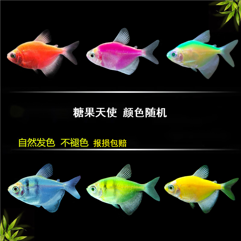 七彩群游鱼 好养易活 颜色丰富 彩拉拉鱼 糖果天使12条少6种颜色