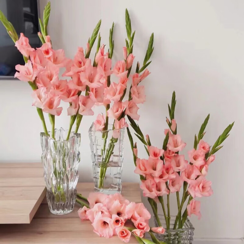 粉色剑兰5支 不含花瓶