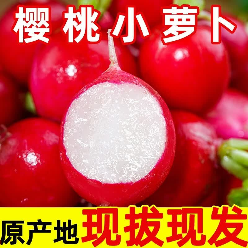农大姐妹【顺丰速运】樱桃萝卜 甜萝卜 潍坊迷你萝卜新鲜小红丁水果萝卜 1斤