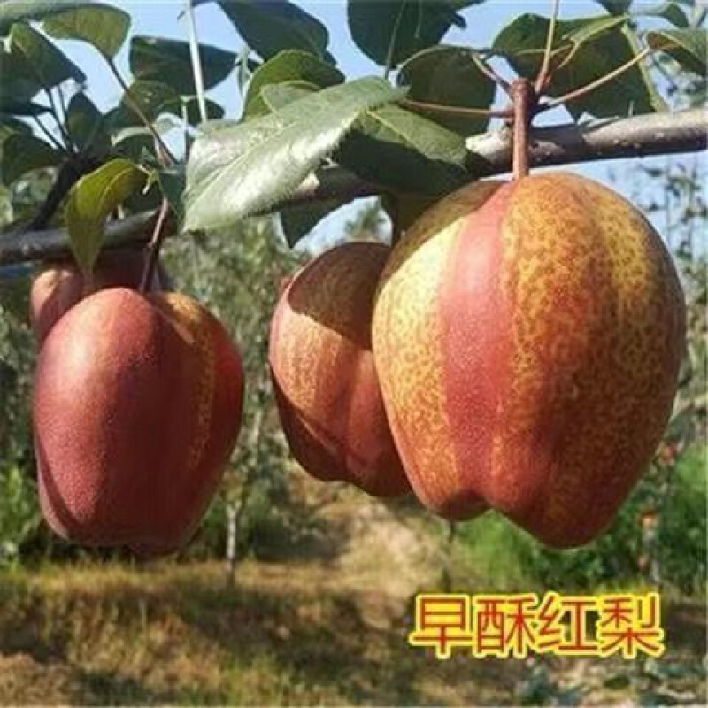 结果盆栽地栽果树苗翠冠梨树果苗 早酥红梨 10年苗结果多多果实吃不完