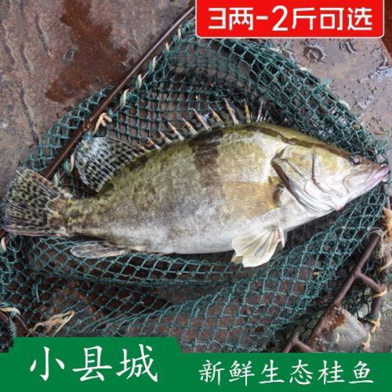 鳜鱼桂鱼桂花鱼季花鱼新鲜活鱼现杀净膛去鳃真空装 腾旺纳跃 一斤1条